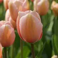 QFB Gardening Tulp Salmon Impression | 10 stuks | Darwinhybride | Tulpenbollen