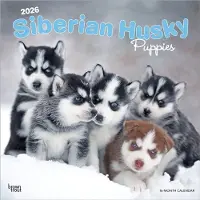 BrownTrout Siberian Husky Puppies Kalender 2026