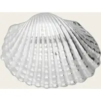 MOOYE ® - Collectie Zilveren Schelp Kokkel kettinghanger
