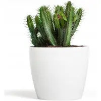 Magnolia Glanzende Witte Pot, Diameter 36 cm, Hoogte 31,6 cm