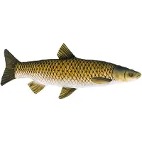 Gaby The Mini Grass Carp - S
