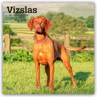 BrownTrout Vizsla Kalender 2026