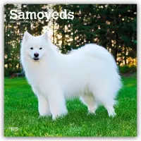 BrownTrout Samojeed Kalender 2026