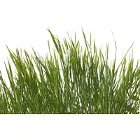 A.S. Création Fotobehang gras in groen wit