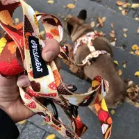 Psiakrew verstelbare hondenriem 220 cm - Hedgehog Dreamer