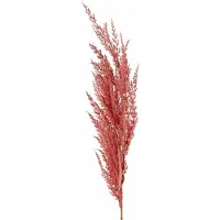 Top Art TopArt Pampasgras pluim losse steel/tak - oudroze - 100 cm - Decoratie kunst graspluimen