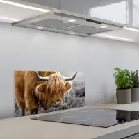 KitchenYeah Spatscherm 70x30 cm - Zelfklevende achterwand Schotse Hooglander - Dieren - Bruin - Koe - Zwart - Wit - Natuur - Keuken muurbeschermer - Spatwand fornuis