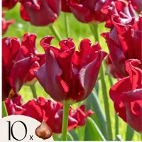 Plant in a Box Tulpenbollen'Red Dress'- Set van 10 stuks - Winterhard&meerjarig