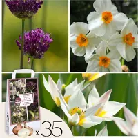 Plant in a Box Dry Garden Box - 35 bloembollen voor droge&zonnige plekken