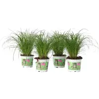 FloraStore Cyperus - Set van 4 - Kattengras - Pot 12cm - Hoogte 30-40cm Catgrass P12 x4