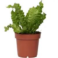 FloraStore Asplenium 'Crispy Wave' - Varen - Pot 12cm - Hoogte 25-40cm Crispy Wave P12