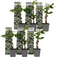 FloraStore Hydrangea 'Petiolaris’ - Set van 6 - Klimhortensia - Pot 9cm - Hoogte 25-40cm - Petiolaris x6