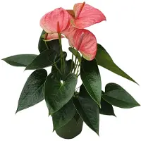 FloraStore Flamingoplant - Anthurium'Sweet Dream'- Hoogte 35-45cm -ø12cm
