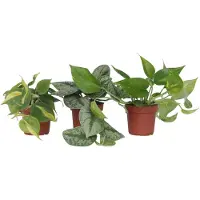 FloraStore Epipremnum Mix - Set van 3 - Kamerplanten - Pot 12cm - Hoogte 25-40cm