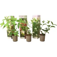 FloraStore - Hortensia Paniculata Mix x3 - Hortensia Paniculata 'Pink Lady', 'Phantom', 'Silver Dollar' - Perfect voor in de tuin! - Pot 9cm - Hoogte 25-35cm