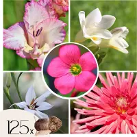 FloraStore Mix bloembollen'VJ Pink'- Set van 125 - Dahlia, Gladiolus, Freesia, Oxalis