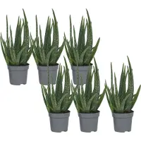 FloraStore Aloë Vera - Set van 6 - Succulent - Pot 10,5cm - Hoogte 25-40cm - Aloe Vera x6
