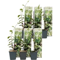 FloraStore - Toscaanse Jasmijn Set van 6 - Witte sterjasmijn tuinplanten - Pot 9cm - Hoogte 25-40cm
