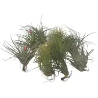 FloraStore - Tillandsia - Mix van 12 - Luchtplantjes - Kamerplanten - Decoratief - Hoogte 5-15cm