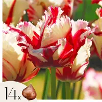 Plant in a Box Tulpenbollen - Set van 14 - Tulipa'Estella Rijnveld'- Bloembollen - Rood