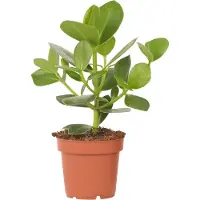 FloraStore - Varkensboom - Clusia rosea 'Princess' - Hoogte 25-35cm - Pot 12cm - Kamerplant - Groen
