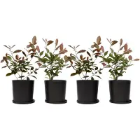 FloraStore - Photinia fraseri Red Robin - Set van 4 - Helderrode bladeren - Wintergroene heester - Pot 17cm - Hoogte 30-40cm