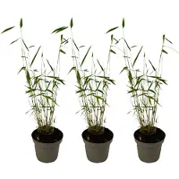 FloraStore - Fargesia papyrifera 'Blue Dragon' - Bamboe - Set van 3 - Pot 13cm - Hoogte 30-40cm
