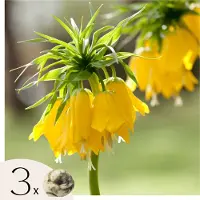 Plant in a Box Gele keizerskroon - Set van 3 - Fritillaria'lutea'- Bloembollen - Geel