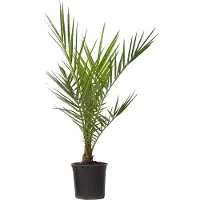 FloraStore - Phoenix Canariensis - Pot 15cm - Hoogte 50-60cm - Winterhard - Dadelpalm