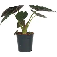 FloraStore - Olifantsoor - Alocasia Wentii - Hoogte 70-80 - Pot 19cm - Kamerplant - Groen