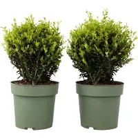 FloraStore Japanse hulst - Set van 2 - Ilex crenata'Jenny'- Hoogte 30-40cm -⌀17cm