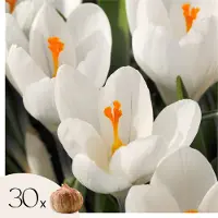 Plant in a Box Krokusbollen - Set van 30 - Crocus'White'- Bloembollen - Wit