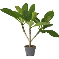 Plant in a Box - Plumeria Frangipani - Plumeria Hawaii - Prachtige exotische bloeiende kamerplant - Pot 17cm - Hoogte 45-55cm