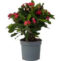 FloraStore Christusdoorn - Euphorbia'Milii'- Hoogte 25-35cm -⌀13cm