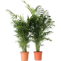 FloraStore Chamaedorea elegans - Set van 2 - Mexicaanse palmen - Pot 20cm - Hoogte 80-90cm - Chamaedorea P20 x2