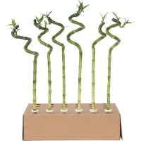 Plant in a Box Dracaena sanderiana - Set van 12 - Geluksbamboe - Hoogte 40-50cm - Lucky Bamboo x12