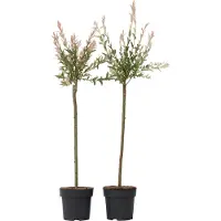 FloraStore - Salix integra Flamingo - Set van 2 - Tuinplant - Bonte wilg - Winterhard - Pot 19cm - Hoogte 90-110cm