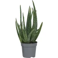 FloraStore - Aloë vera - Aloe barbadensis - Hoogte 25-40cm - Pot 10,5cm - Kamerplant - Groen