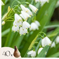 Plant in a Box Zomerklokje - Set van 40 - Leucojum aestivum - Bloembollen - Wit