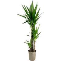 FloraStore Palmlelie - Yucca elephantipes - Hoogte 130-140cm -⌀24cm