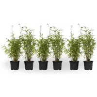 FloraStore - Fargesia nitida 'Red Dragon' - Set van 6 - Niet woekerende bamboe met rode stelen - Winterhard en groenblijvend - Pot 17cm - Hoogte 50-70cm