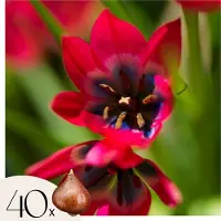 Plant in a Box Tulpenbollen - Set van 40 - Tulipa'Little Beauty'- Bloembollen - Rood
