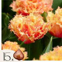 Plant in a Box Tulpenbollen - Set van 15 - Tulipa'Brisbane'- Bloembollen - Roze
