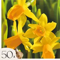 Plant in a Box Narcissen - Set van 50 - Narcissus'Tête-à-Tête'- Bloembollen - Geel