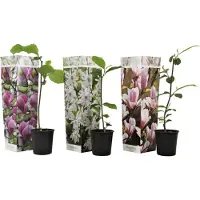 FloraStore Magnolia - Mix van 3 - Susan, soulangeana, stellata - Pot 9cm - Hoogte 25-40cm - Magnolia Mix x3