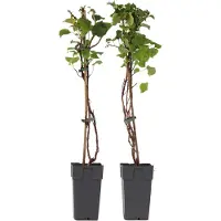 FloraStore Hortensia - Set van 2 - Hydrangea anomale Petiolaris - Hoogte 60-70cm -⌀15cm