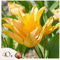 Plant in a Box Tulpenbollen - Set van 40 - Tulipa'Prastants Shogun'- Bloembollen - Oranje
