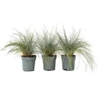 FloraStore Festuca glauca 'Elijah Blue' - Set van 3 - Siergras - Pot 9cm - Hoogte 10-15cm - Festuca 3 Pack