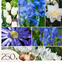 Plant in a Box Mix bloembollen - Set van 250 - Tulipa, Anem. Narcis. Allium, Muscari