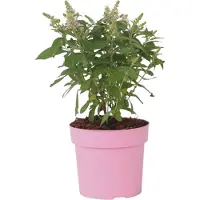 FloraStore - Buddleja Candy Little Pink - Buddleja davidii - Vlinderstruik Winterhard - Roze Bloemen - Pot 19cm - Hoogte 30-40cm